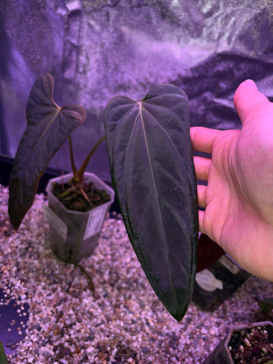 Anthurium (Ace of spades x BVEP) x (Portillae NSE x Papi FS) - selected