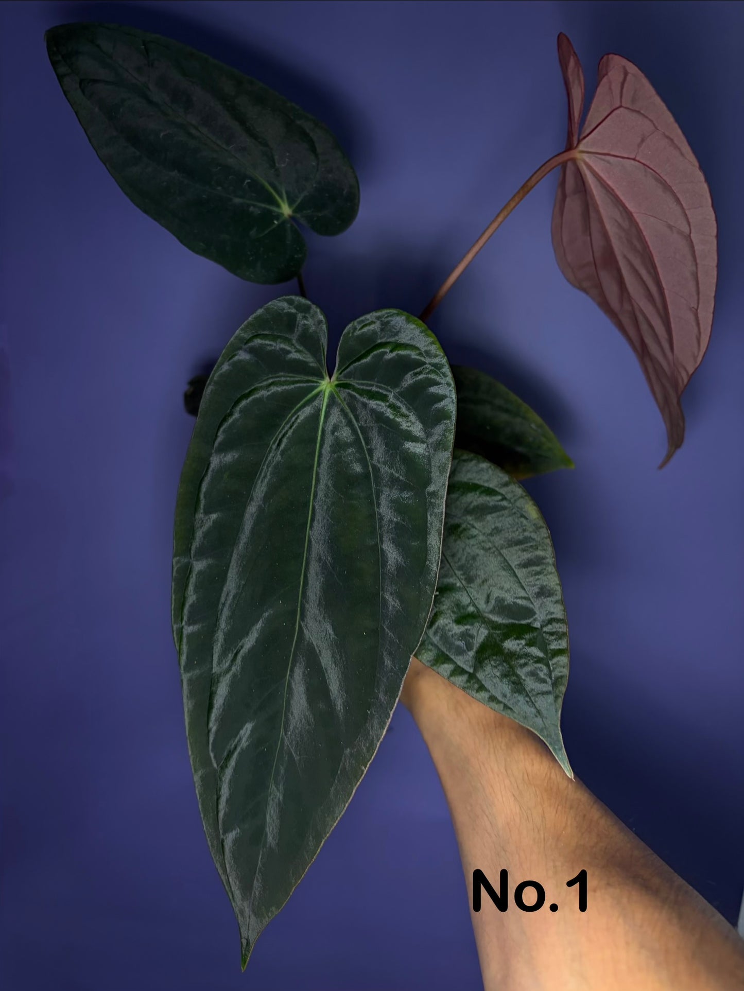 Anthurium Antolakii/BVEP (Round × Felix) × Papi (RL × FS)