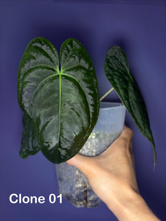 Anthurium papillilaminum RA4 - clone