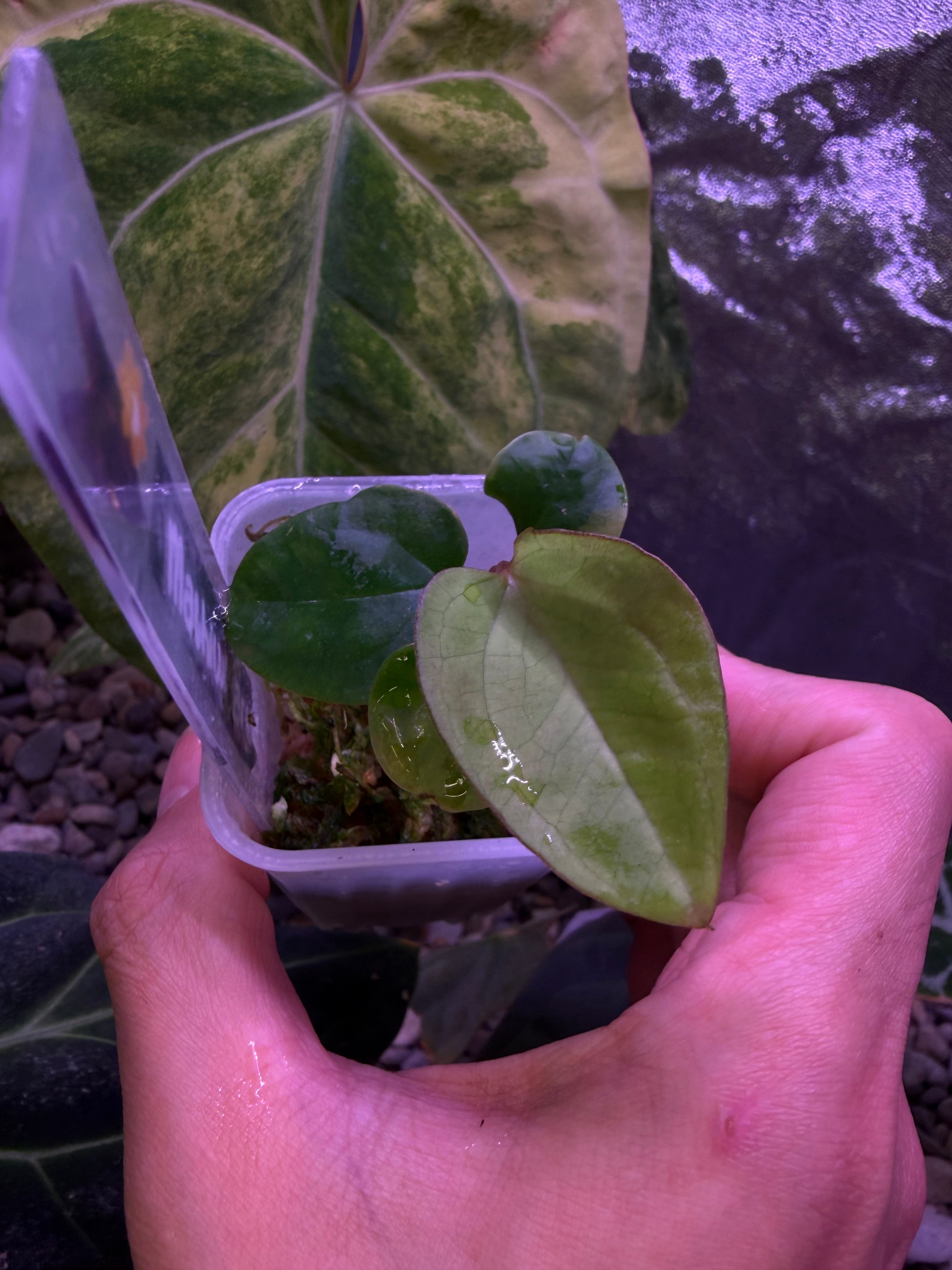 Anthurium (RL x FS) 'Rouge' x self – Secret Foliage