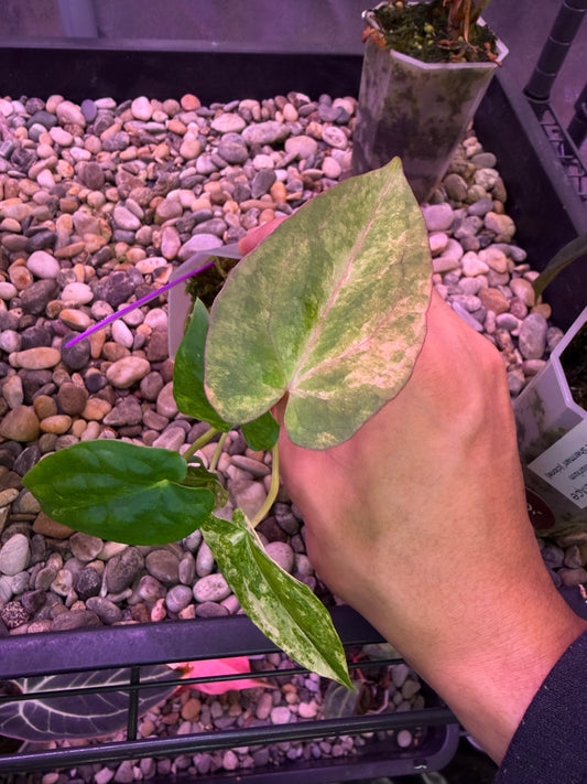 Anthurium papillilaminum var. × ‘Midnight velvet ’