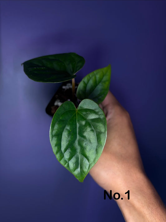 Anthurium luxurians × papillilaminum ‘Ralph Lynam’ S1