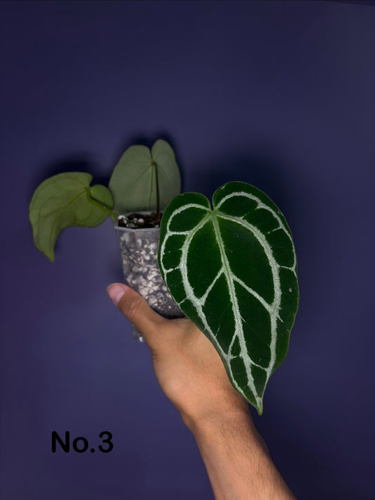 Anthurium crystallinum - selected