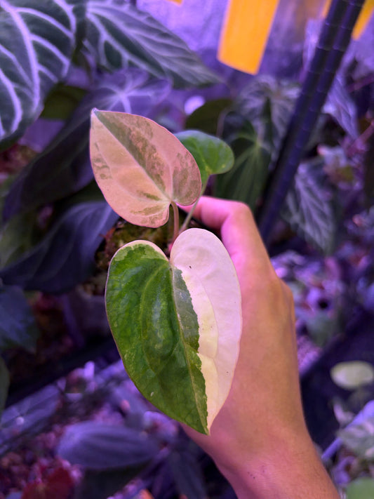 Anthurium ‘Rusty Long’ × ‘ace of spades (AOS)’