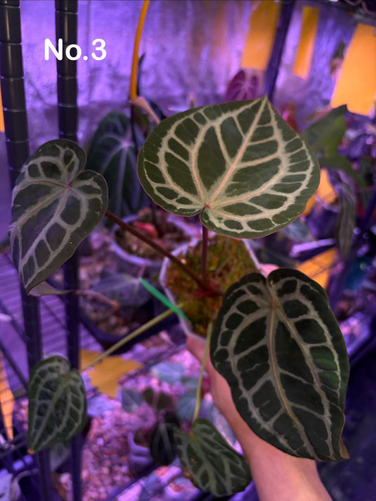 DocBlock Crystallinum® '8' x Red Crystal® '12