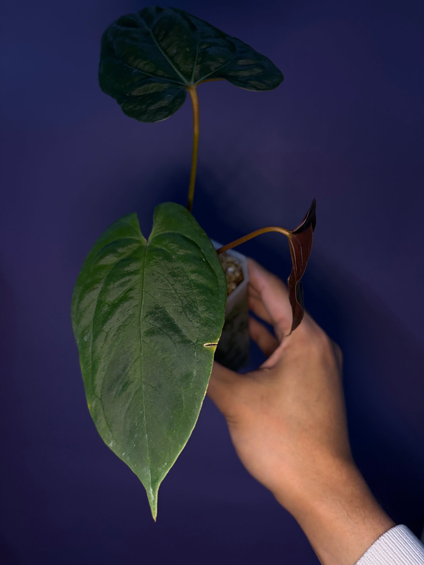 Anthurium Papillilaminum 'Fort Sherman' - clone