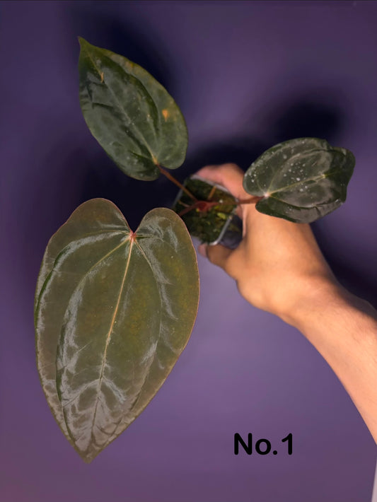 Anthurium Antolakii/BVEP (Round × Felix) × Papi (RL × FS)