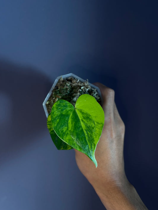 Anthurium Pterodactyl variegata