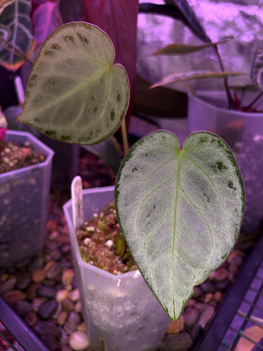 Anthurium Silver blush (full silver selected #2)