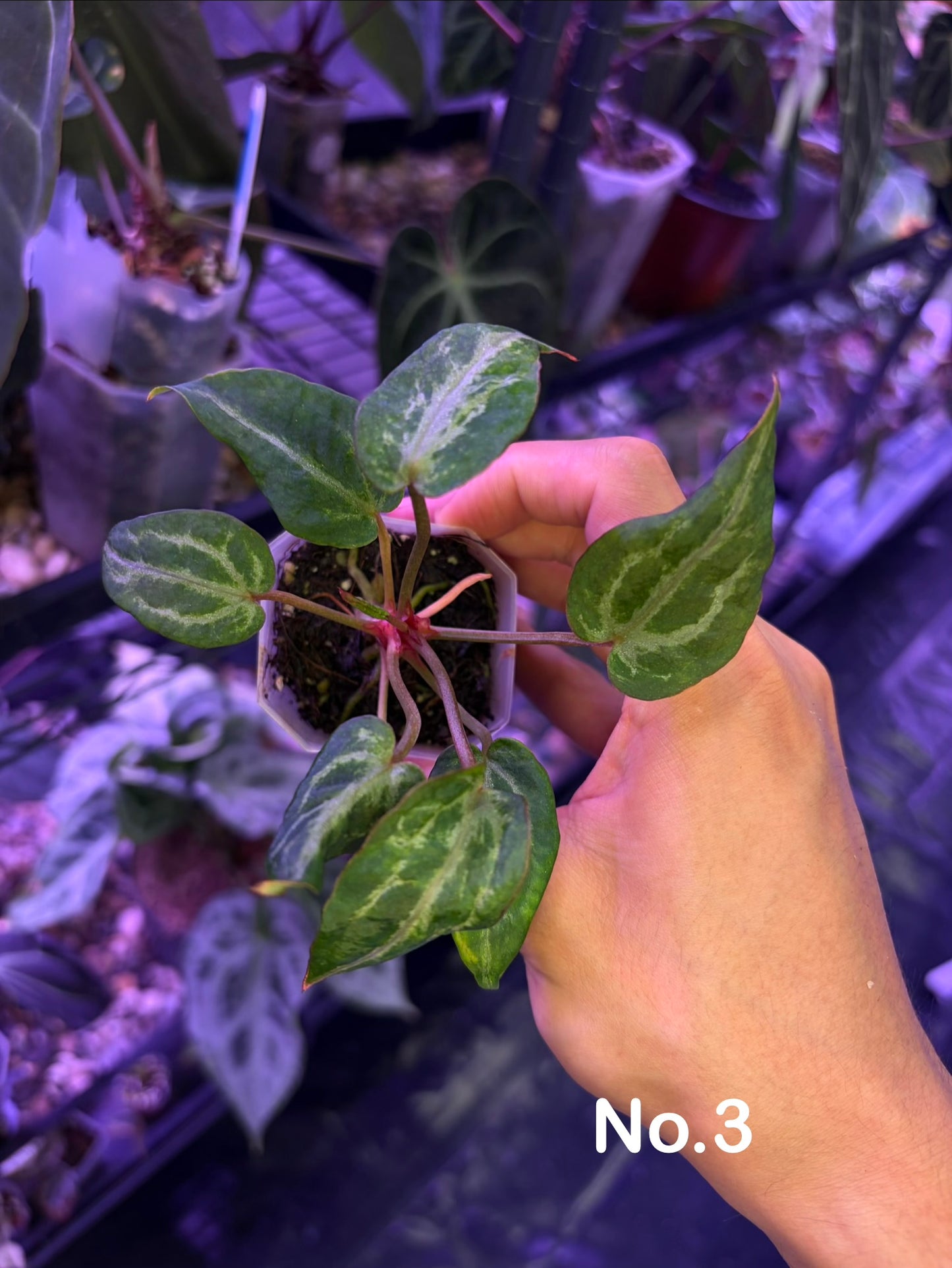 Anthurium Red Crystallinum ‘mutated’