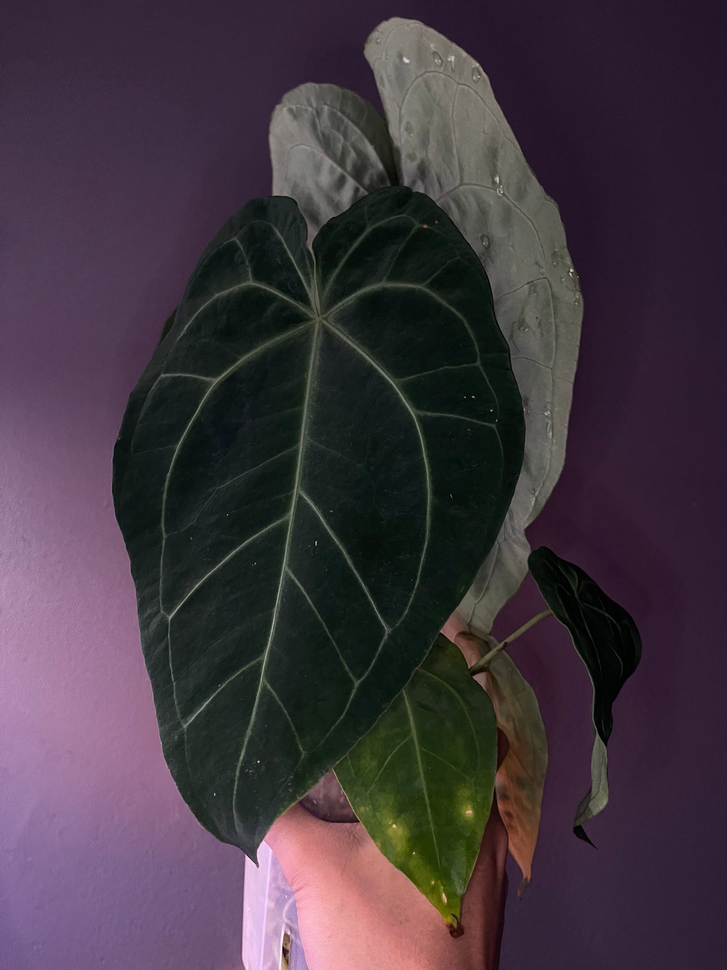 Anthurium dressleri × (‘Zara’ × ‘Michelle’)
