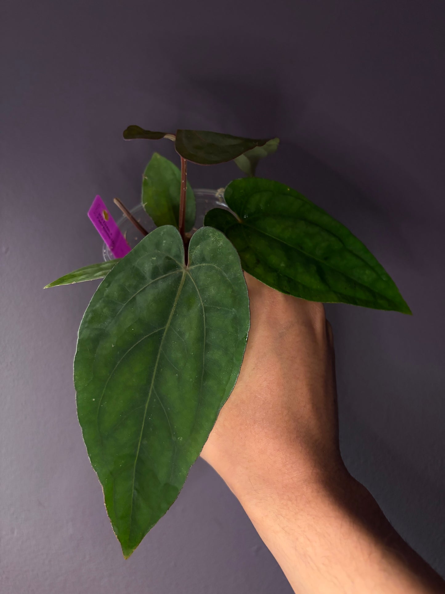 Anthurium dressleri RG × ‘Panamama 3.0’