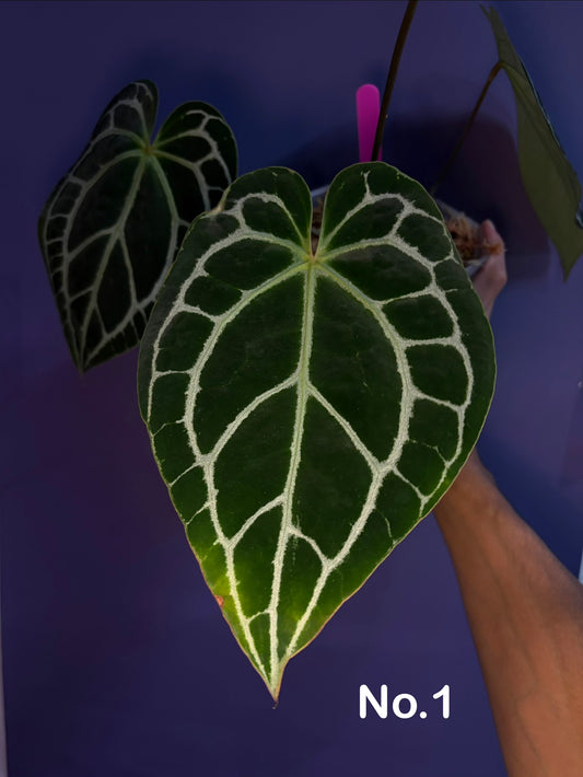 Anthurium crystallinum - selected