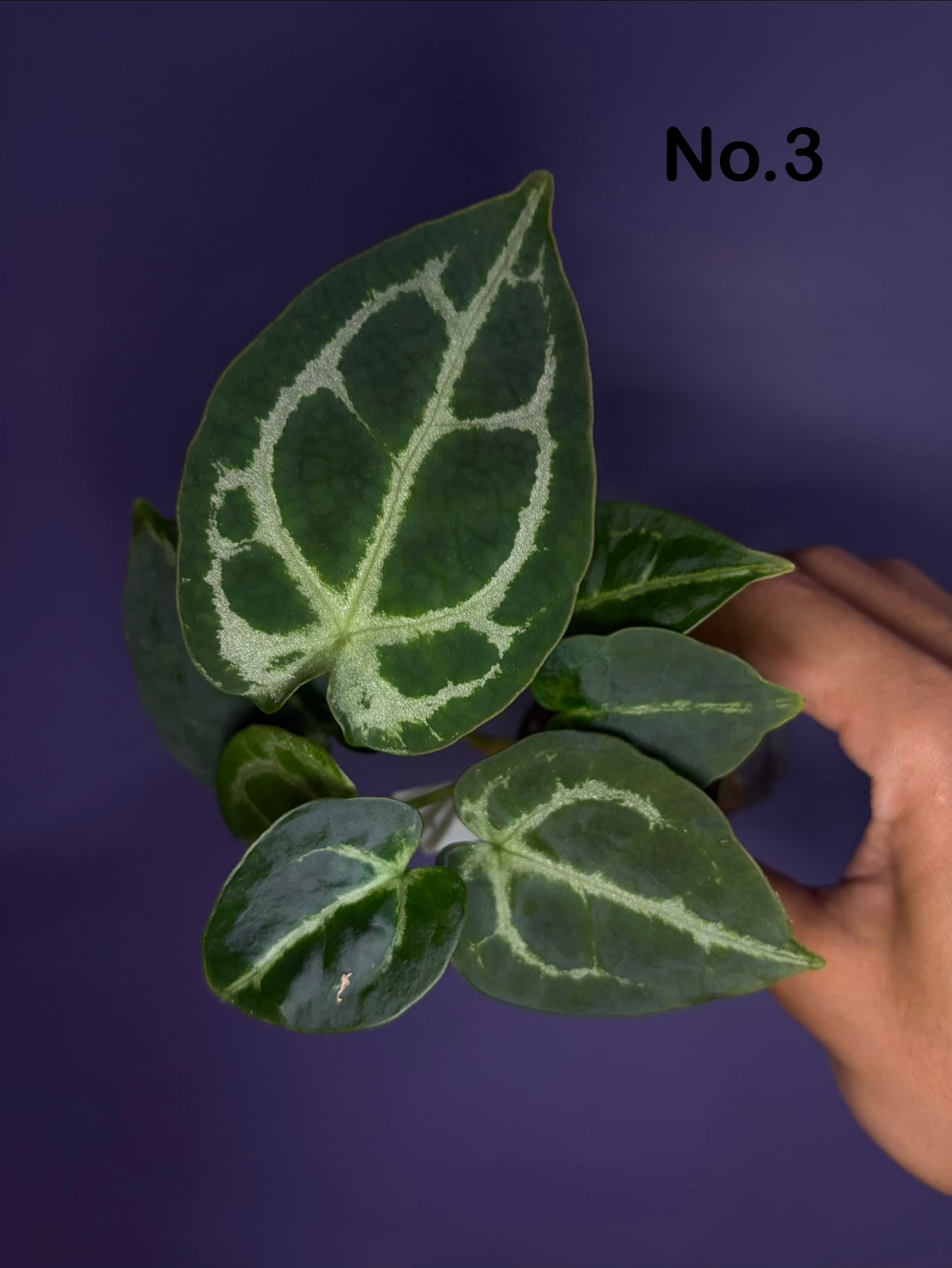 Anthurium Forgetii ‘silver’