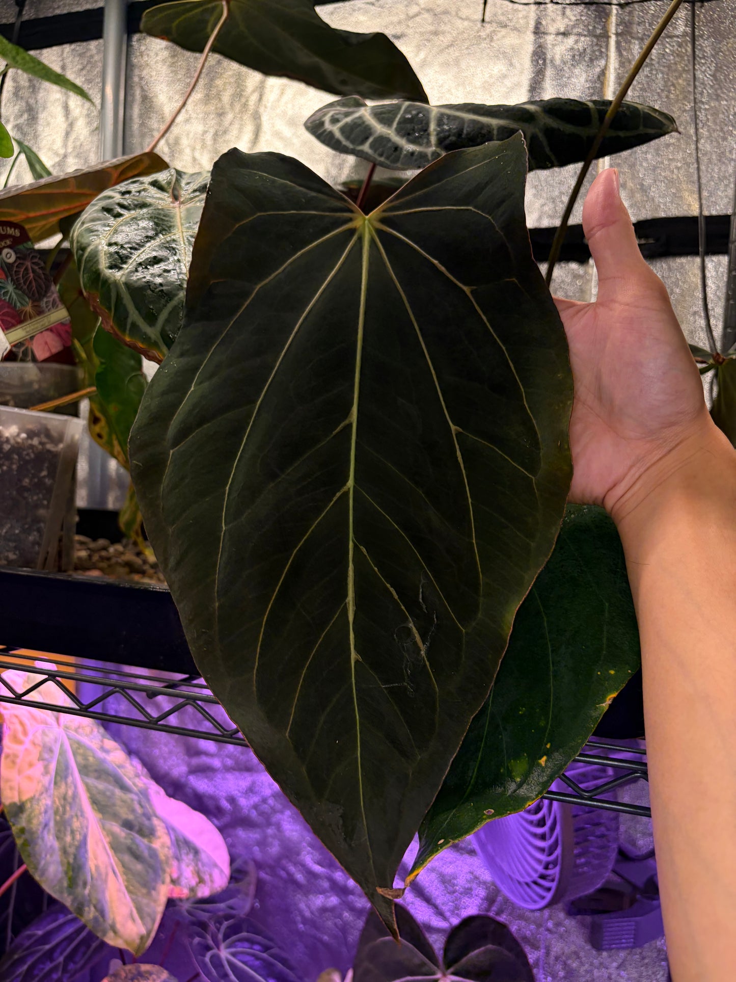 Anthurium papillilaminum ‘Fort Sherman’ × carlablackiae
