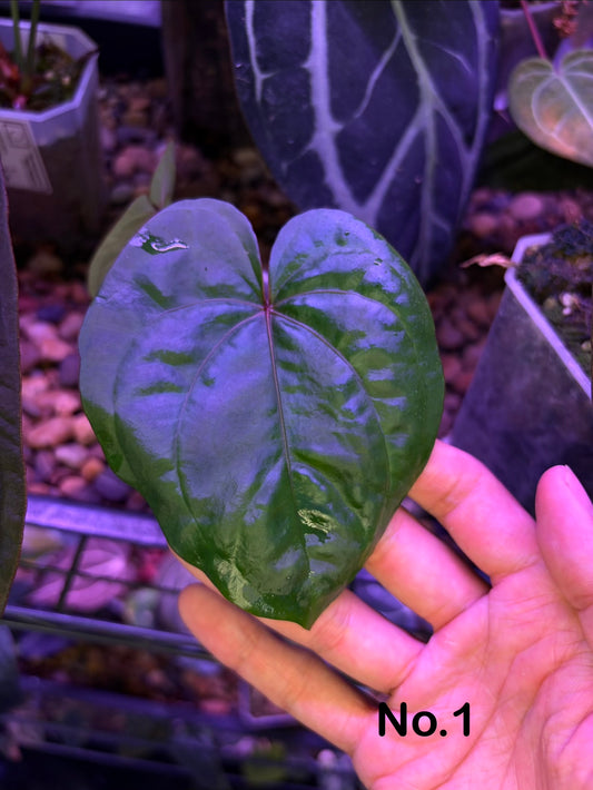 Anthurium ‘Red Vein Dark Phoenix (RVDP)’ × dressleri RG