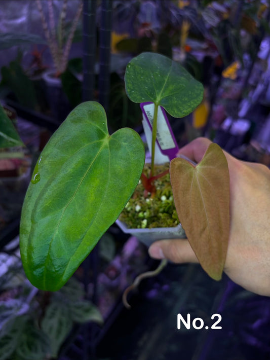 Anthurium ‘RVDP’ × (portillae ‘NSE’ × papillilaminum ‘FS’)