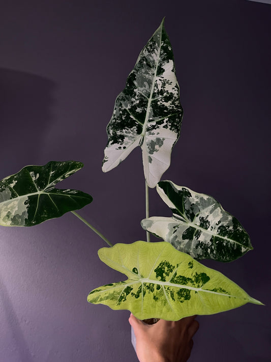 Alocasia Frydek variegata