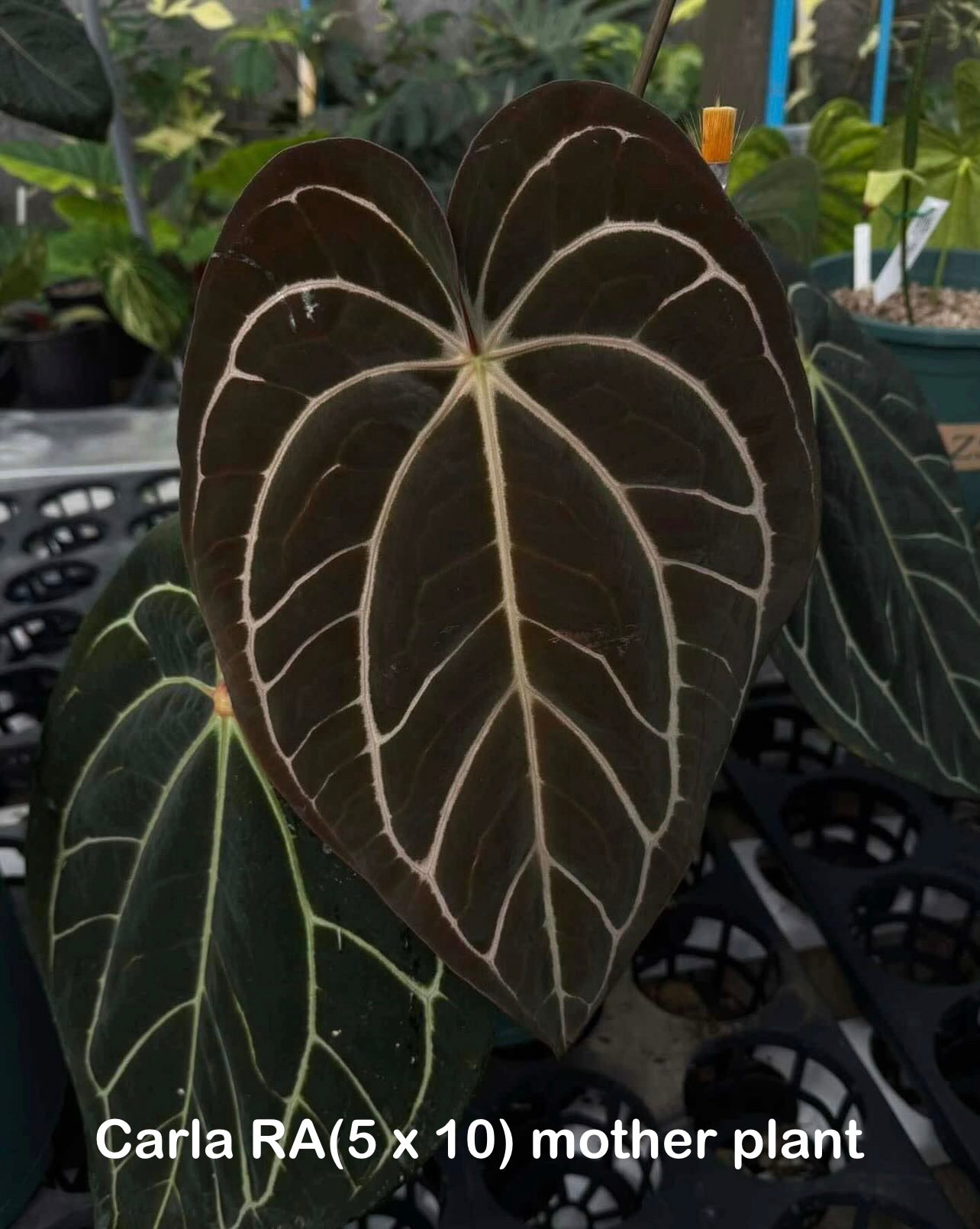 Anthurium ‘Carlablackiae’ (RA5×RA10) × self