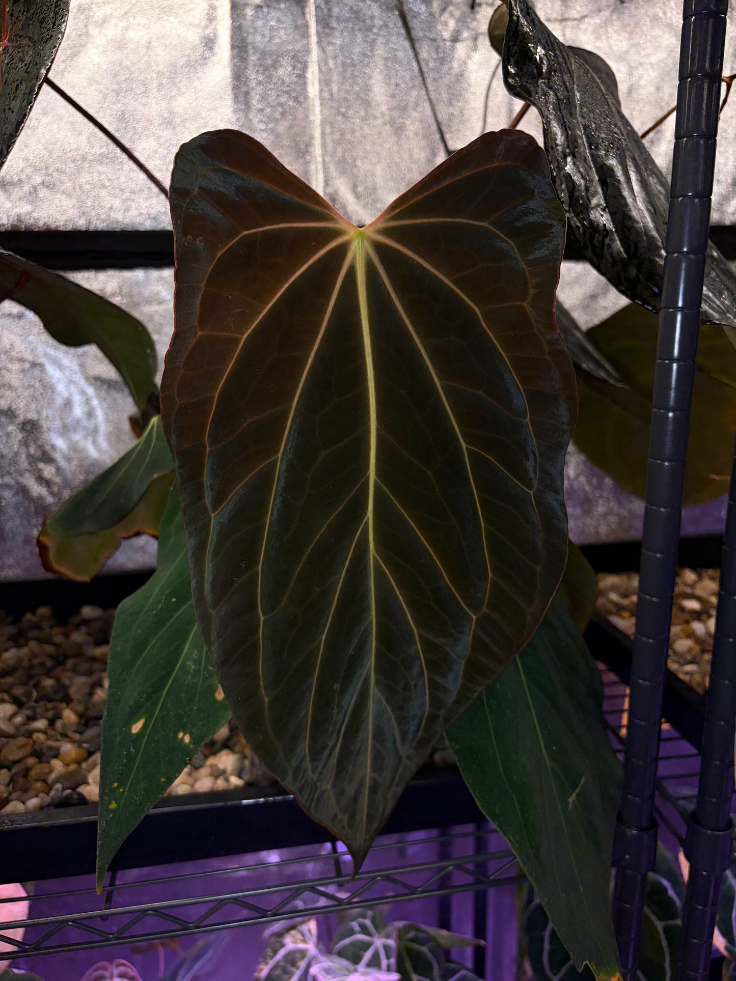 Anthurium papillilaminum ‘Fort Sherman’ × carlablackiae