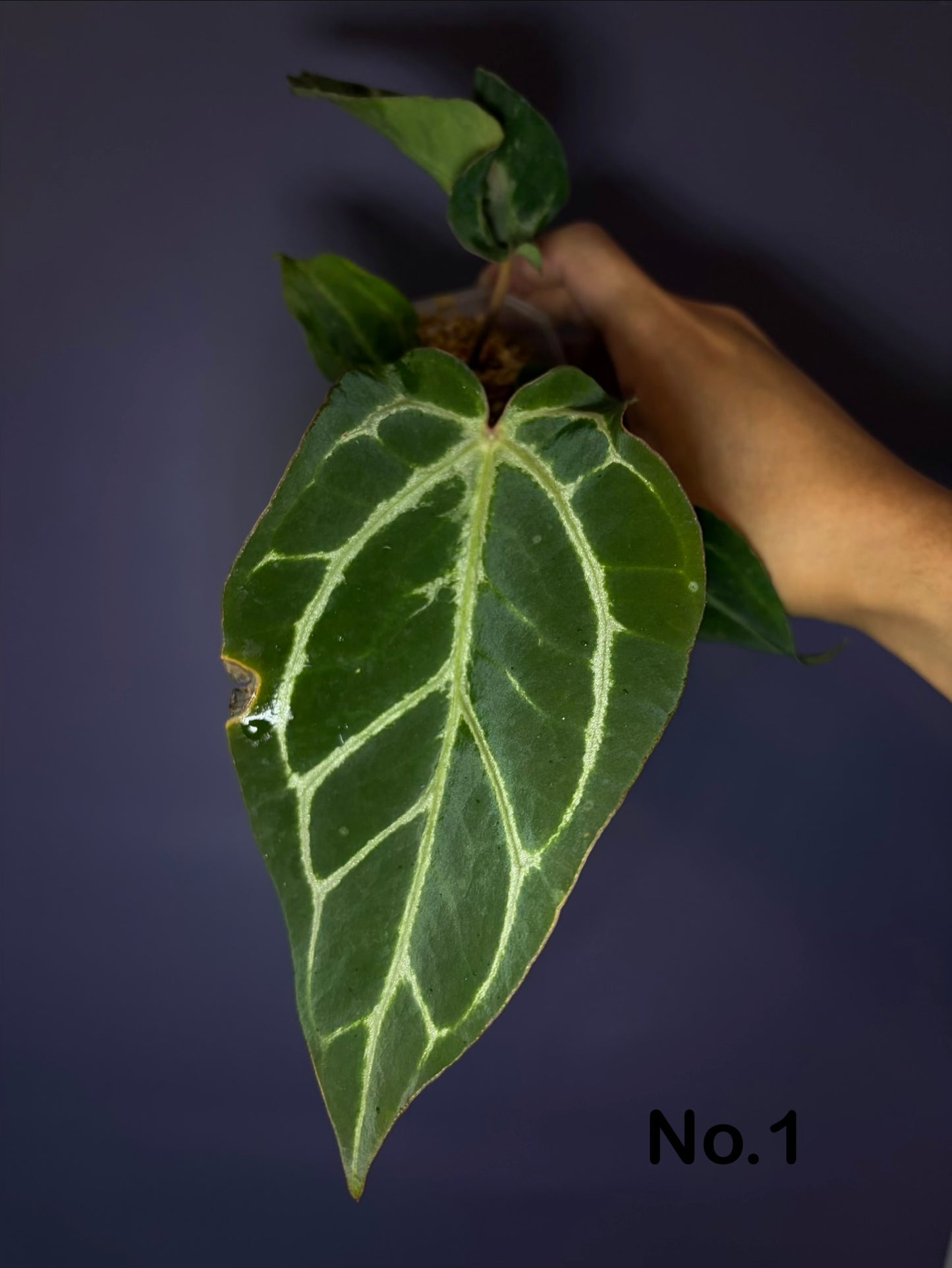 Anthurium Magnificum × (‘Zara’ × ‘Michelle’) mutated