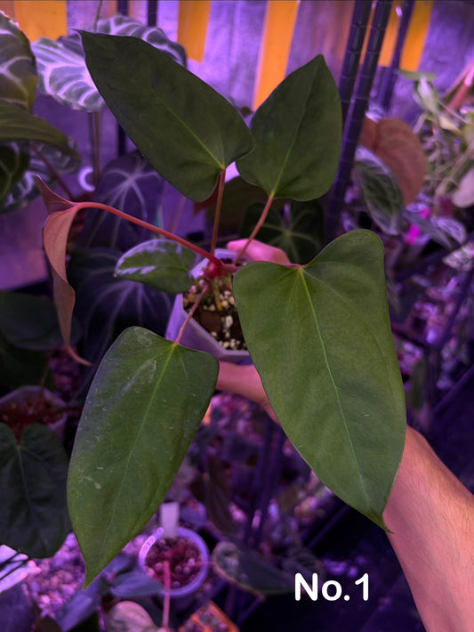 Anthurium (Papillilaminum ‘Marie’ × ‘Incurved lobes’) × Indo Portillae