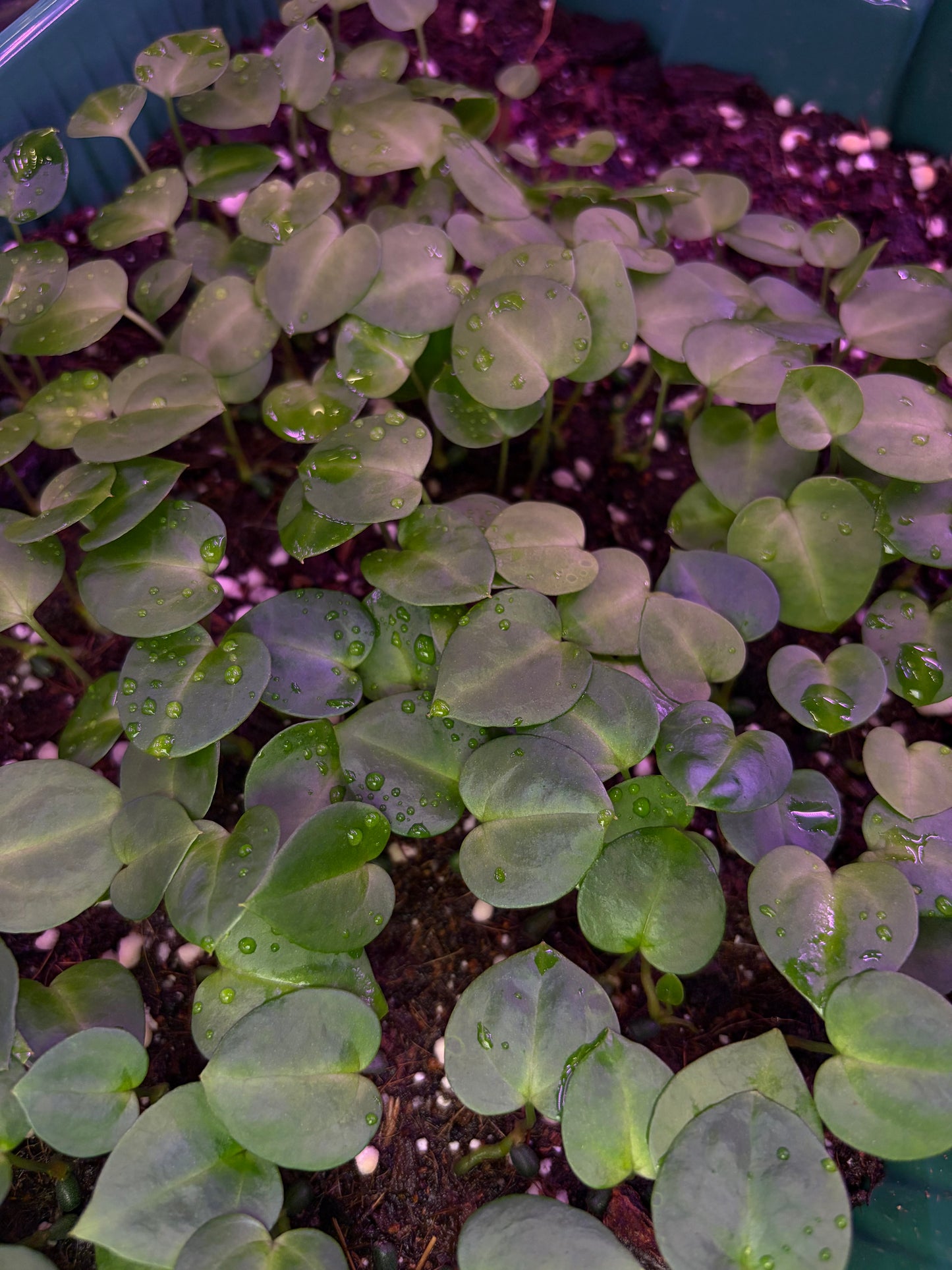 Seedling: ('Zara' 29 × ('Michelle' × 'Zara') 28) × carlablackiae #3