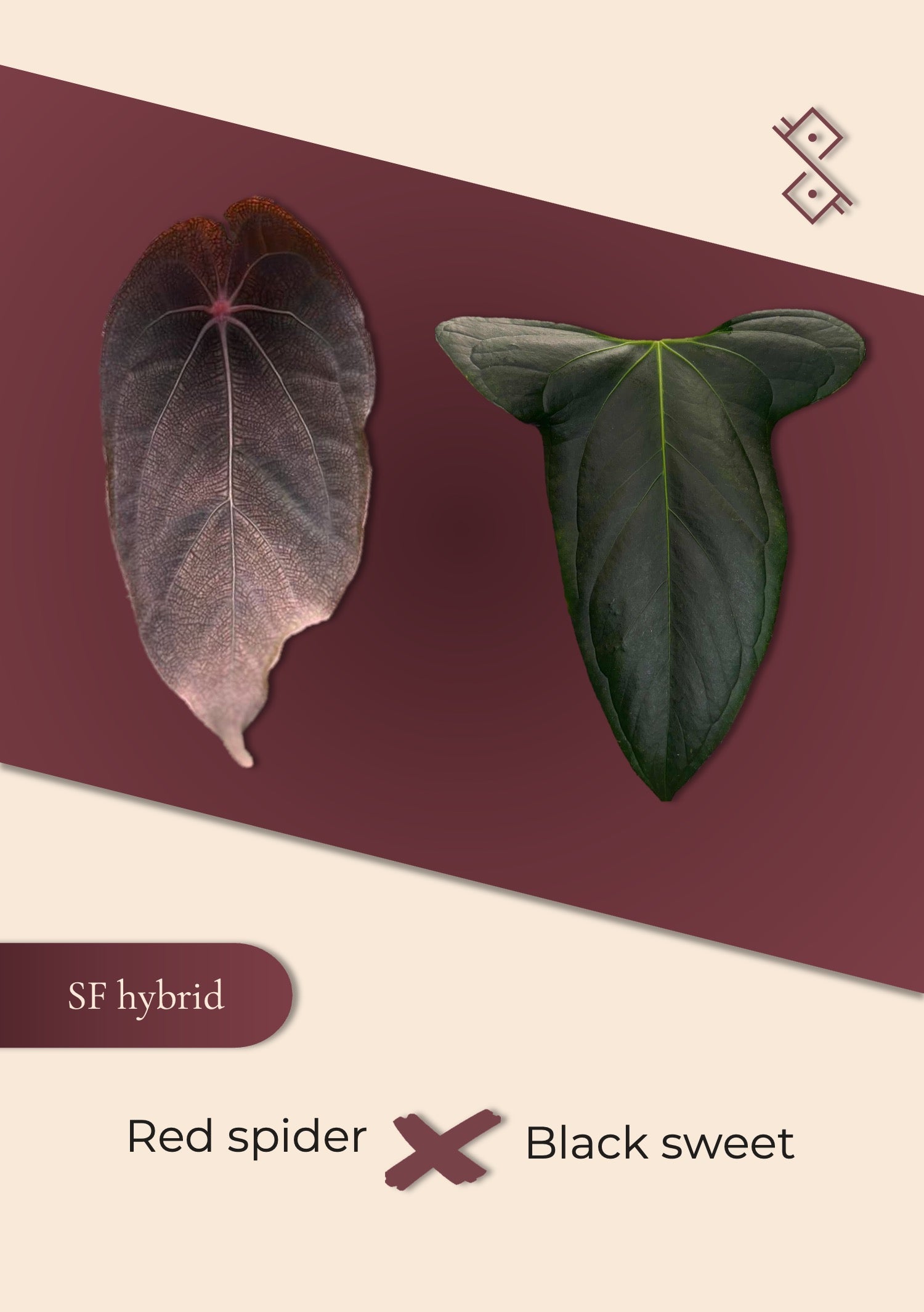 anthurium red spider Seedling: Red spider × Black sweet – Secret Foliage