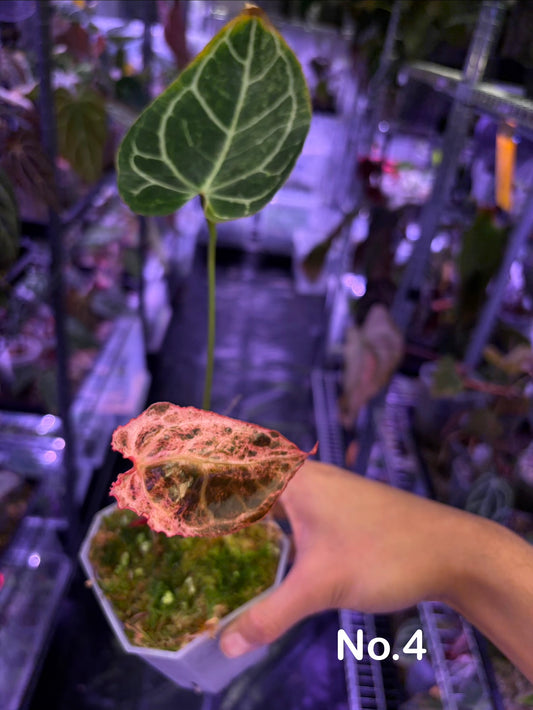 Anthurium Crystallinum ‘Platinum’ variegata