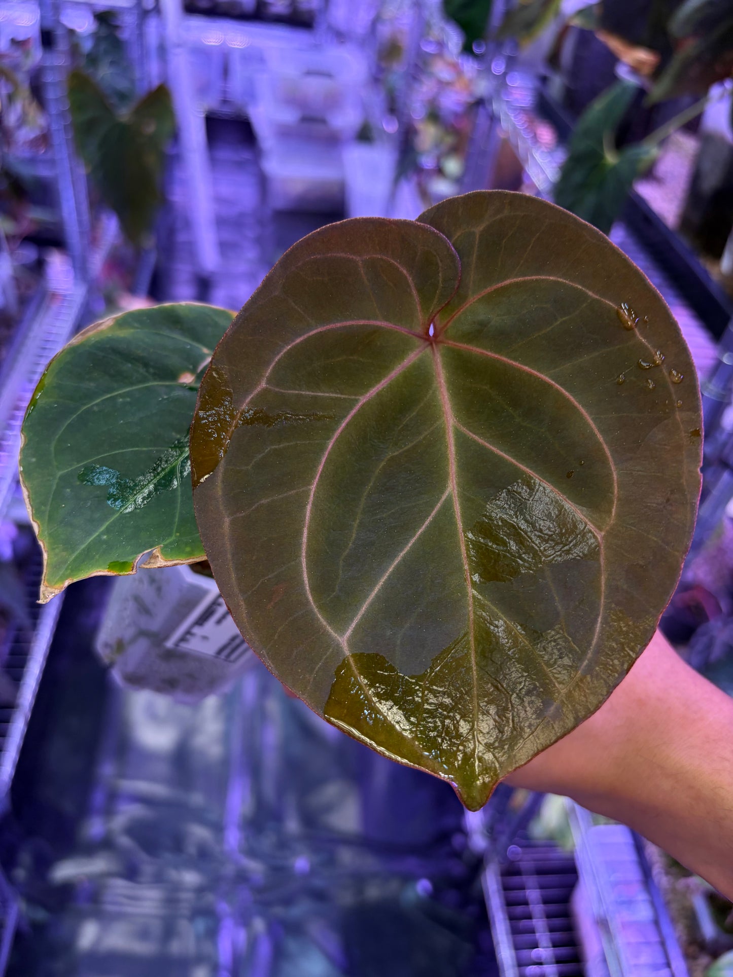 Anthurium King of Spades (KOS) HU