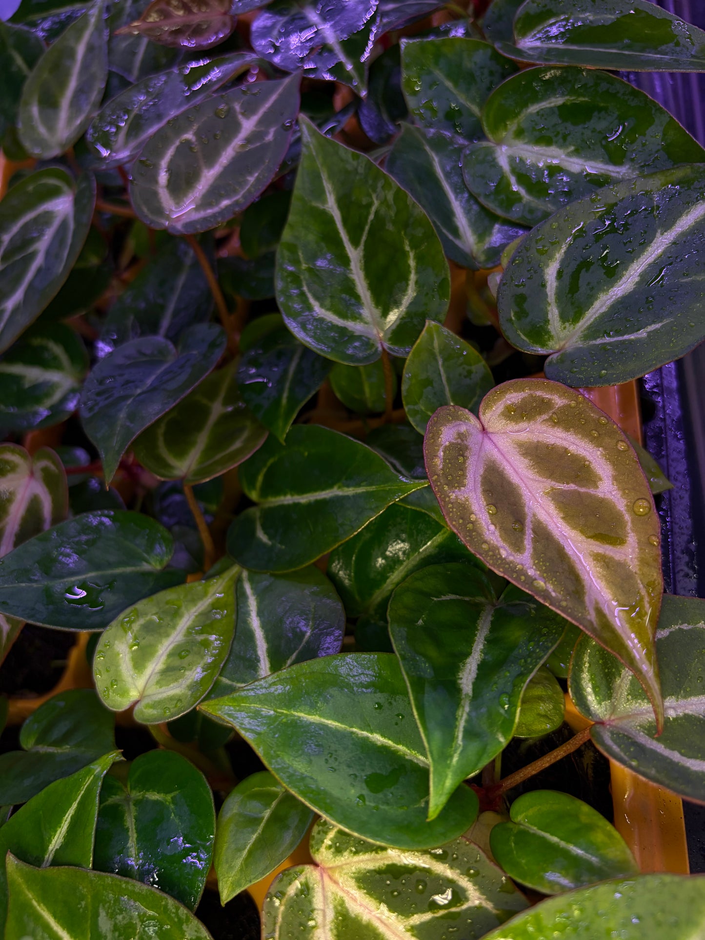 Anthurium ‘Silver butterfly’ × Red crystallinum