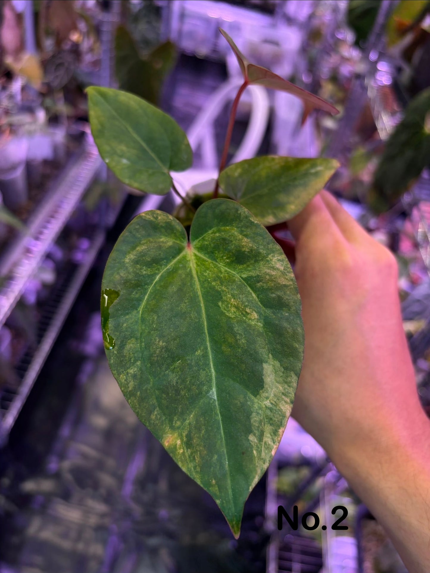 Anthurium forgetii ‘Australia’ var. × ‘Ace of Spades’ (dark form)