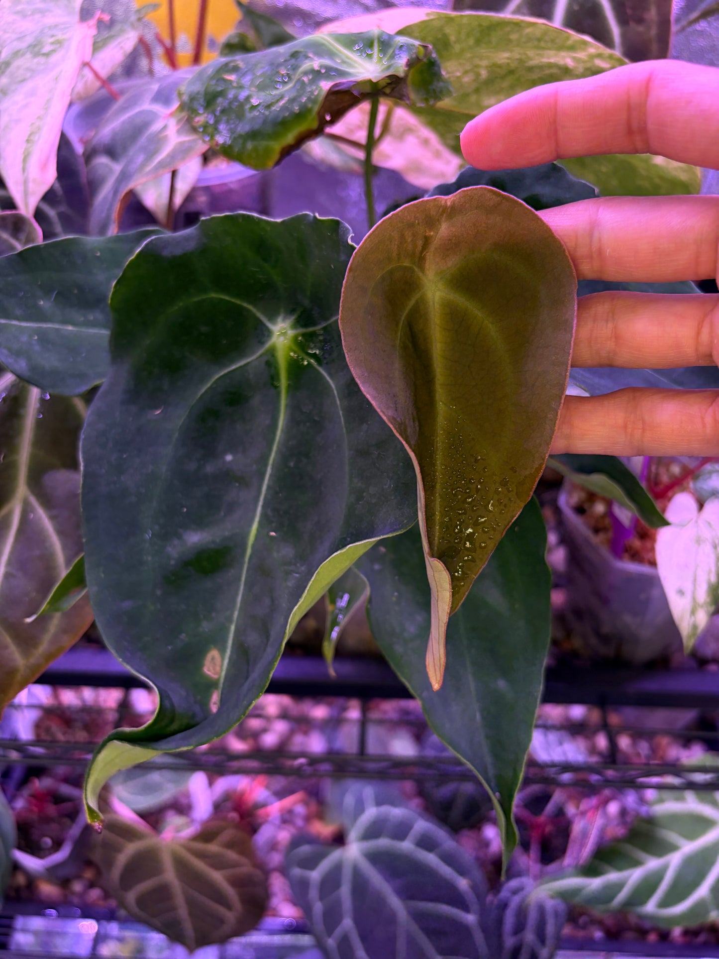 Anthurium forgetii