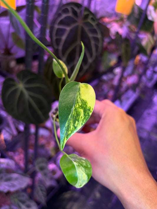 Monstera deliciosa aurea (short form)
