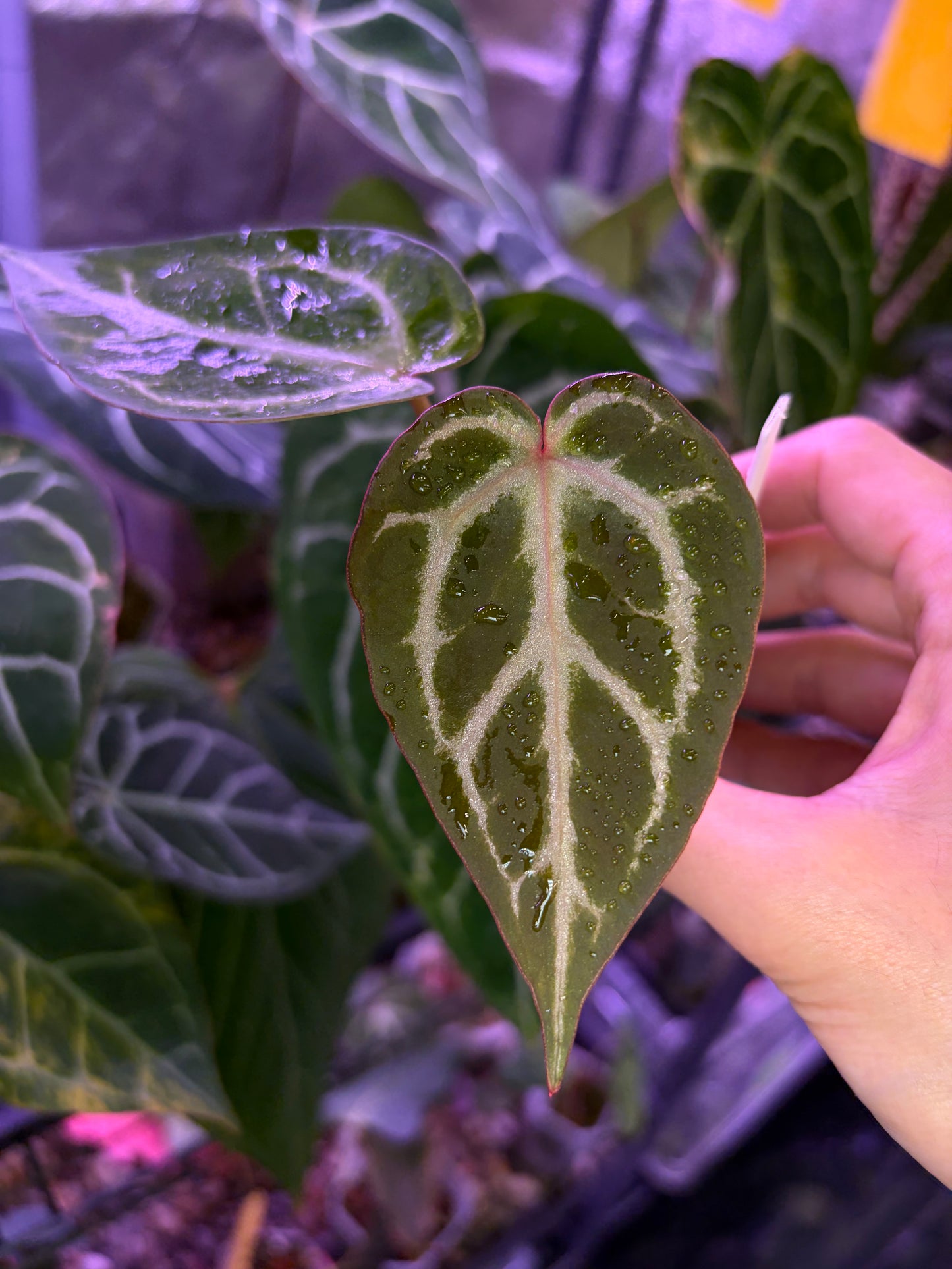 Anthurium ‘Silver butterfly’ × Red crystallinum