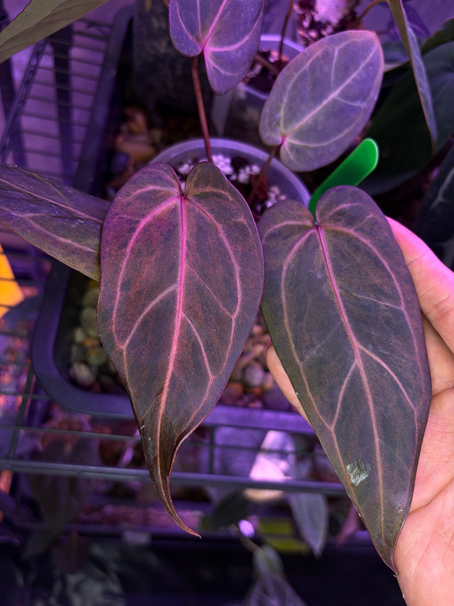 Docblock Dark & handsome ‘9’ × Red velvet cake ‘24’ variegata