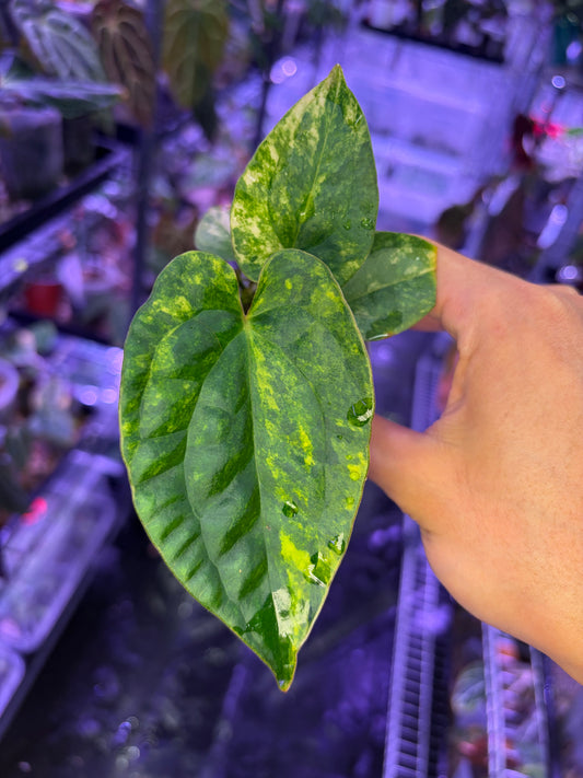 Anthurium papillilaminum var. × luxurians