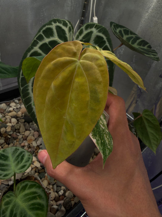 Anthurium papillilaminum var. × ‘Twin Phoenix’