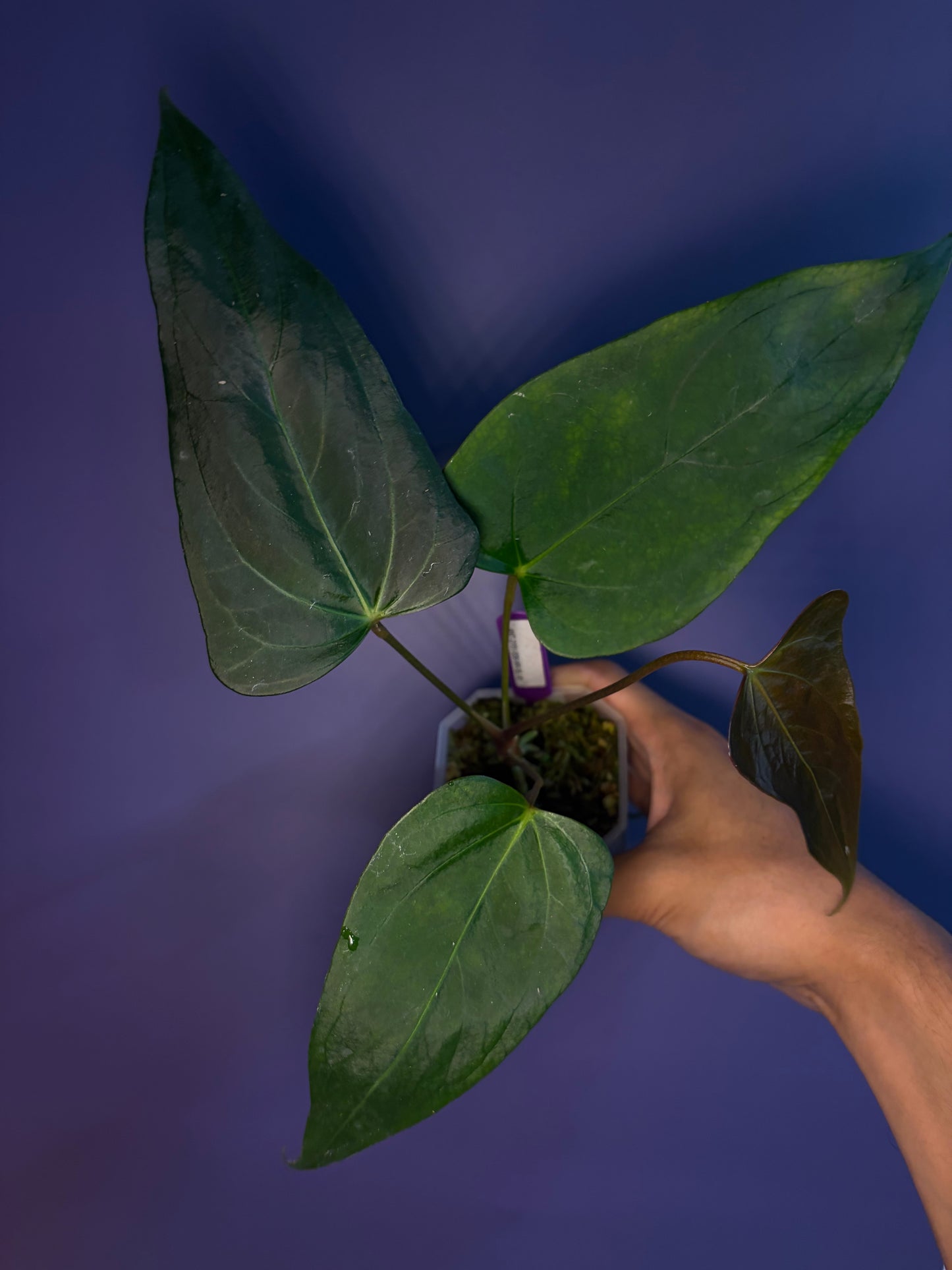 Anthurium portillae ‘NSE’ × ‘Indo portillae’