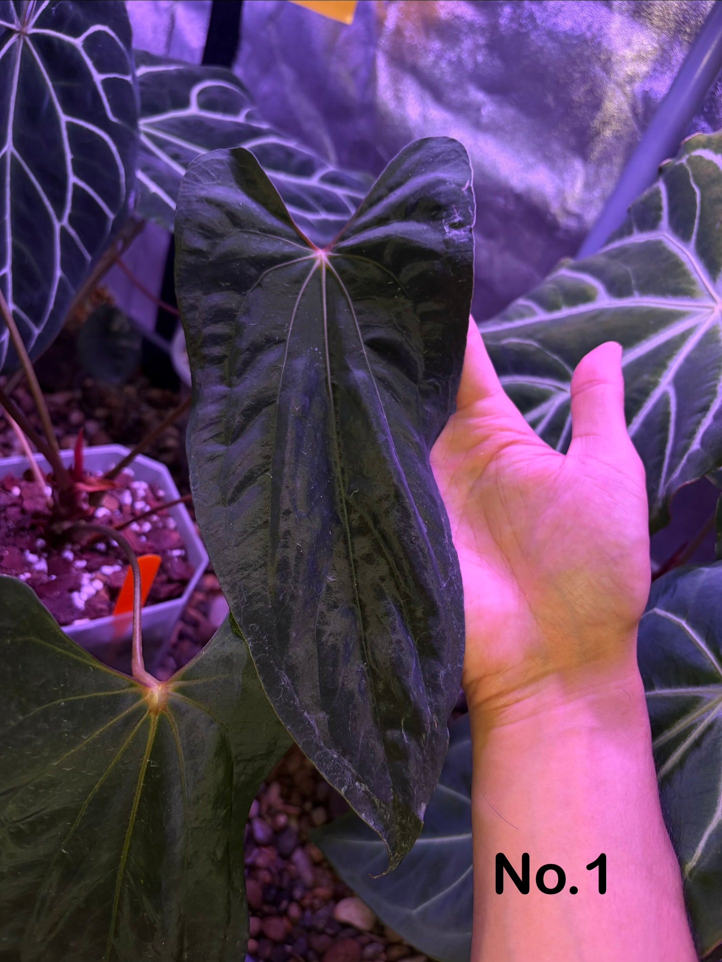 Anthurium papillilaminum ‘Ralph Lynam’ S1 (selected #9) - mother plant