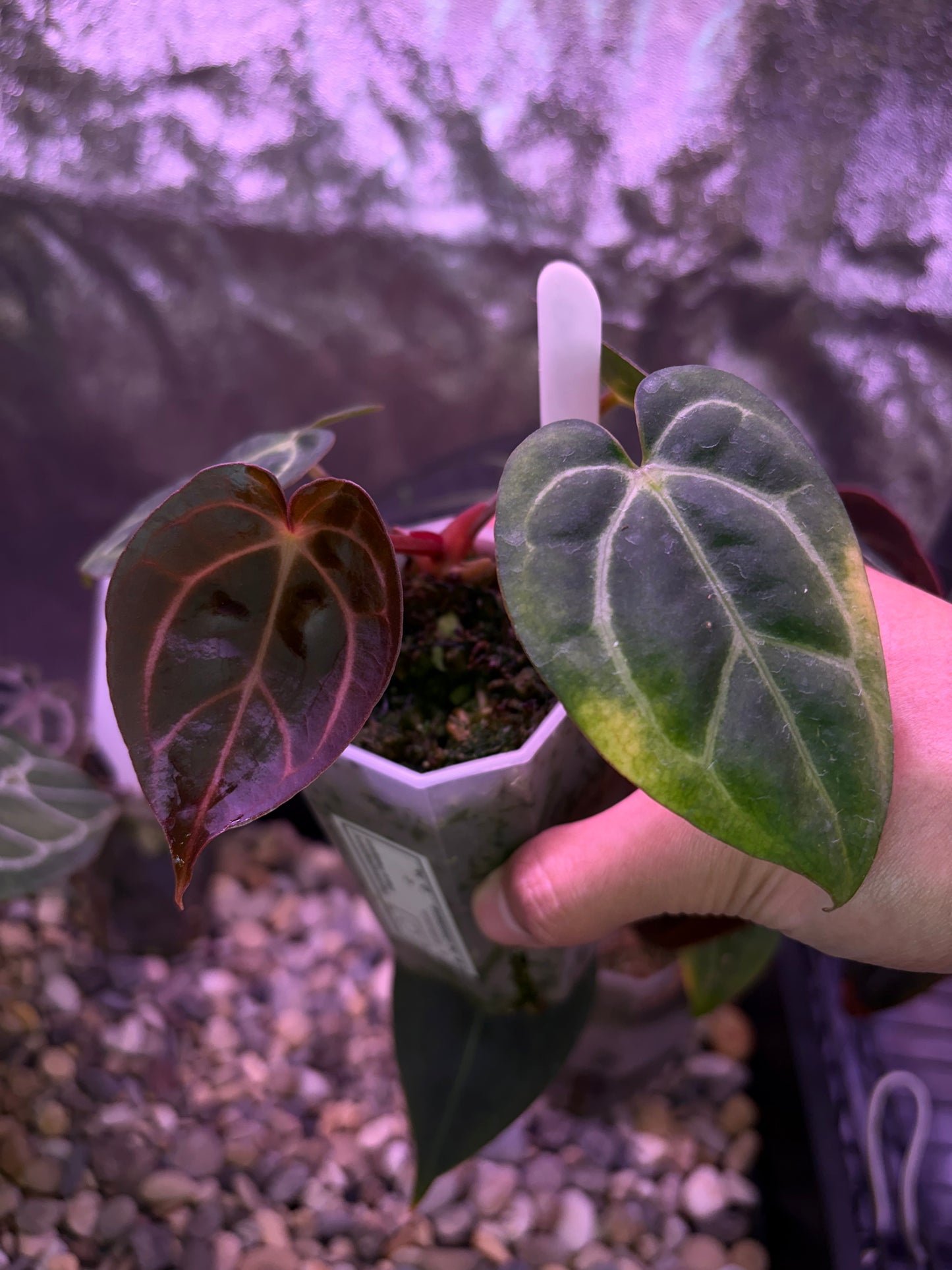 Anthurium carlablackiae (‘district’ × RA8)