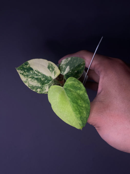 (papillilaminum var. × crystallinum) × ‘Red Vein Dark Phoenix’