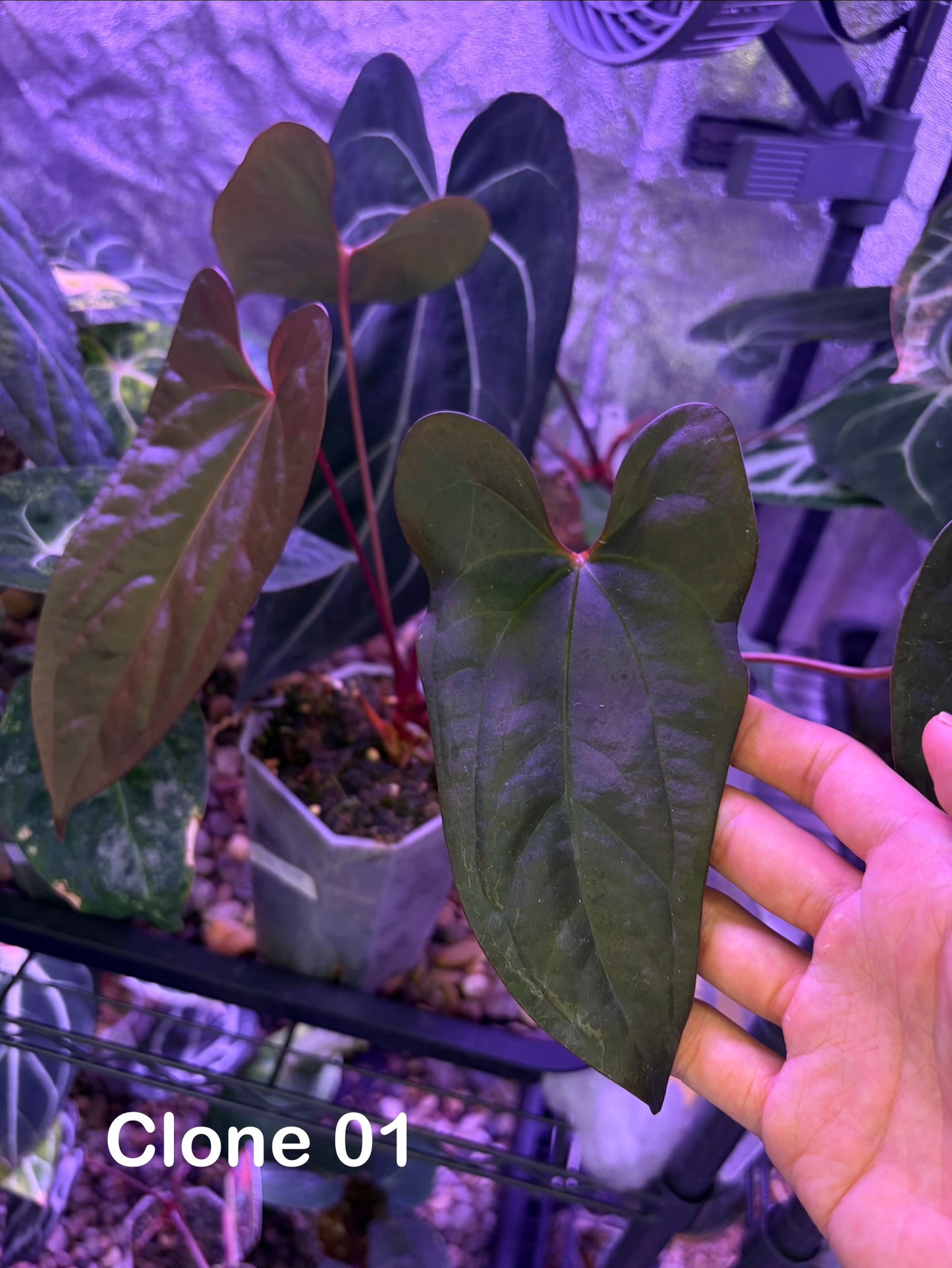 Anthurium Sp Napo × ‘Red Vein Dark Phoenix (RVDP)’