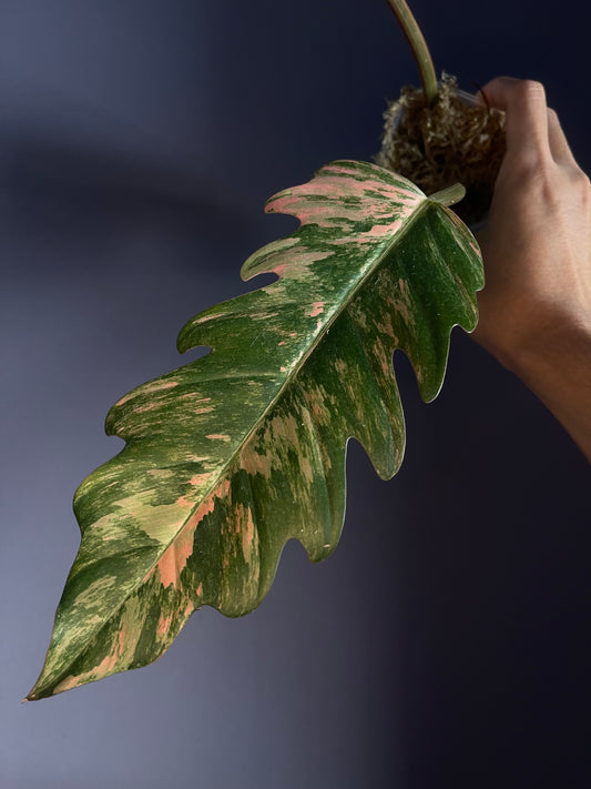Philodendron Caramel Marble Variegata (rooted cuttings)