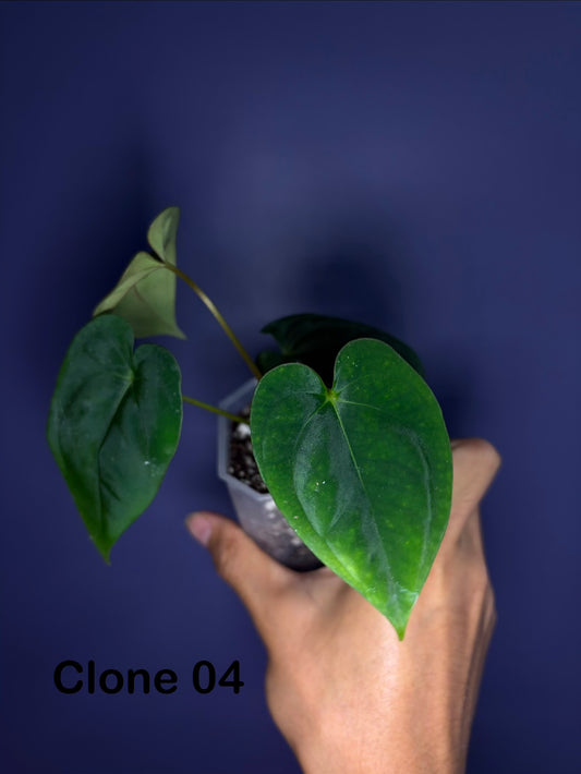 Anthurium papillilaminum RA6 - clone