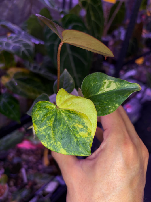Anthurium andreanum hybrid variegata