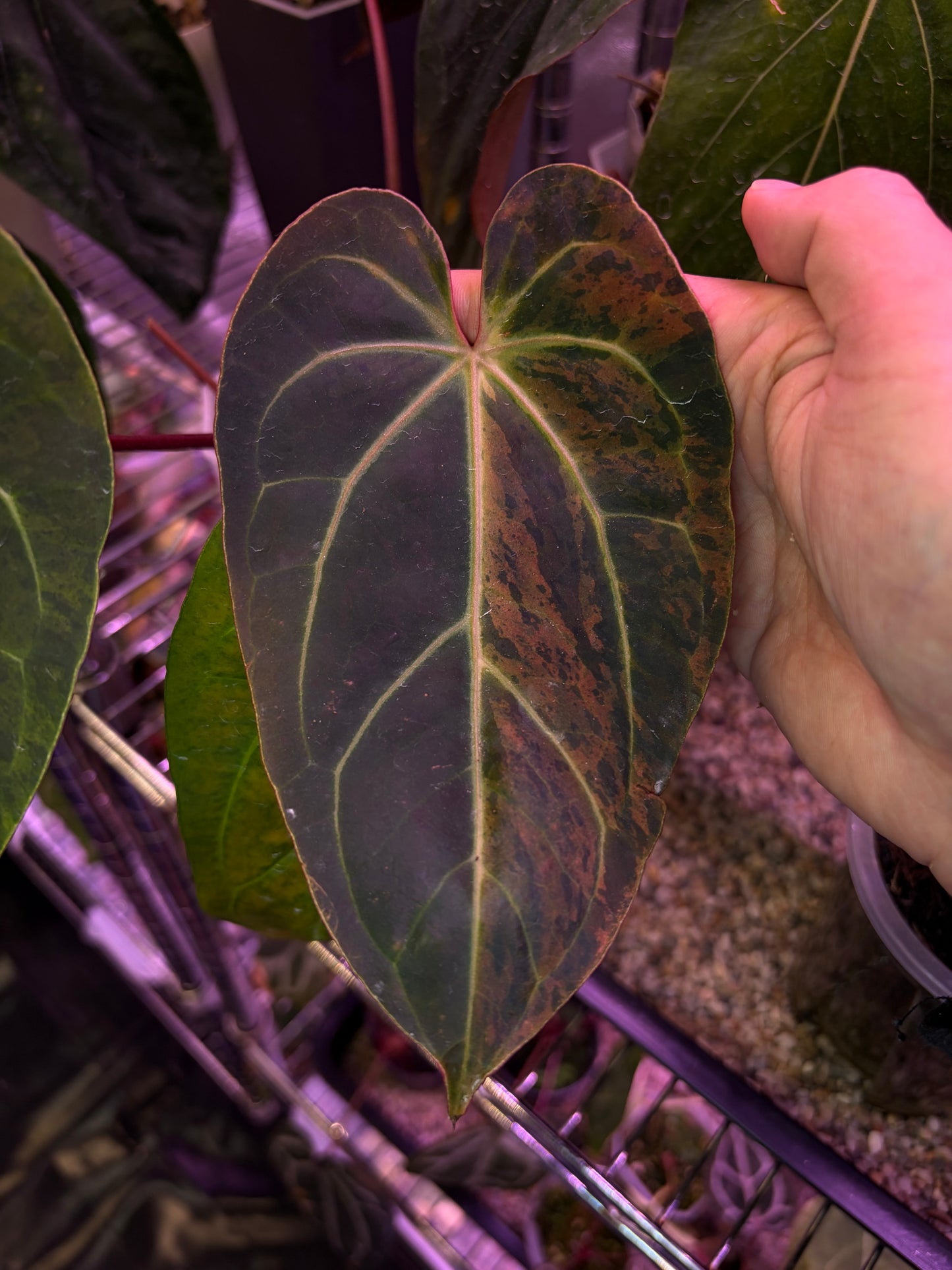 Anthurium besseae aff. ‘Black’ variegata