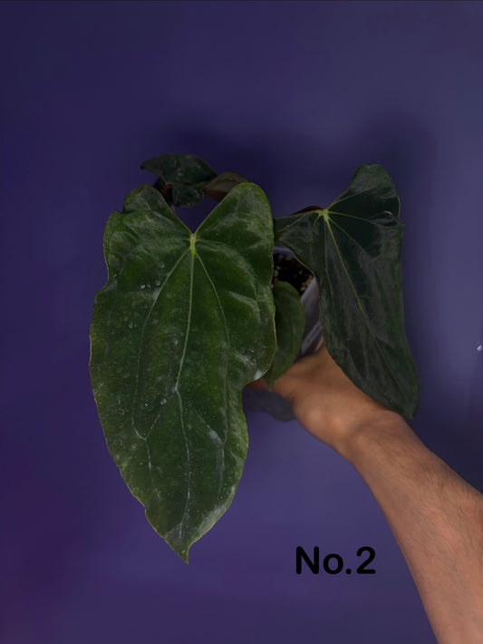 Anthurium Papillilaminum 'Ralph Lynam' × 'Fort Sherman' (RL × FS) (from Dwane)