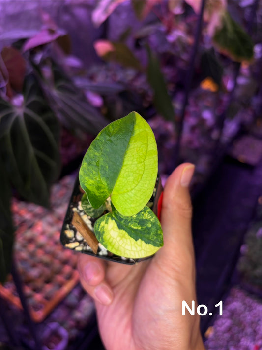 Anthurium papillilaminum var. × dressleri S1