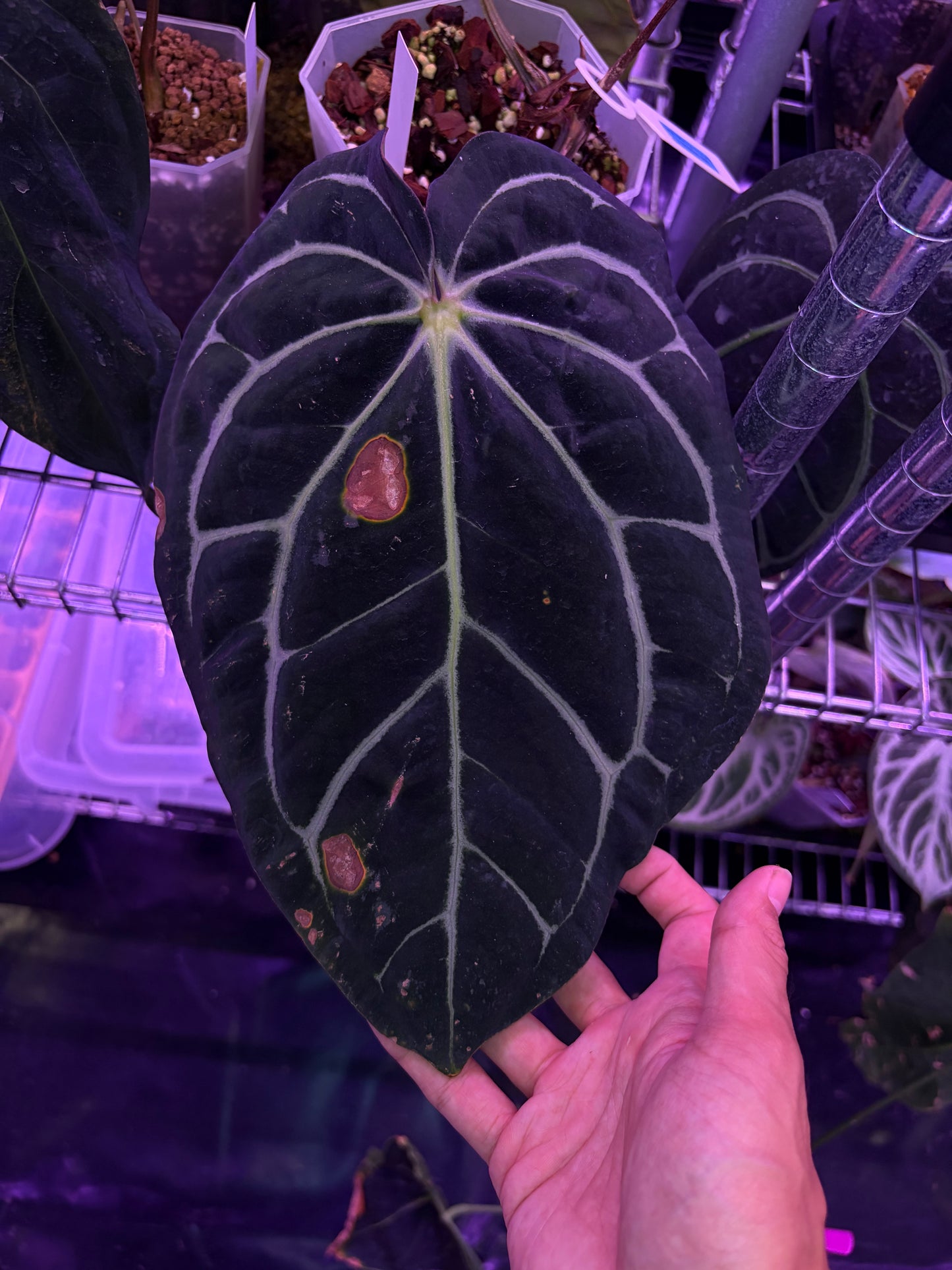 Anthurium carlablackiae OG5 × RA4